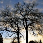 A pair of trees (Seattle)