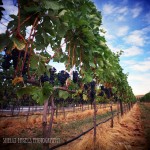 Almost Ripe (Walla Walla)