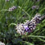 Bee on Lavender (Walla Walla)