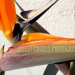 Bird of Paradise (Los Angeles)