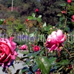Bloomin Roses (NY)