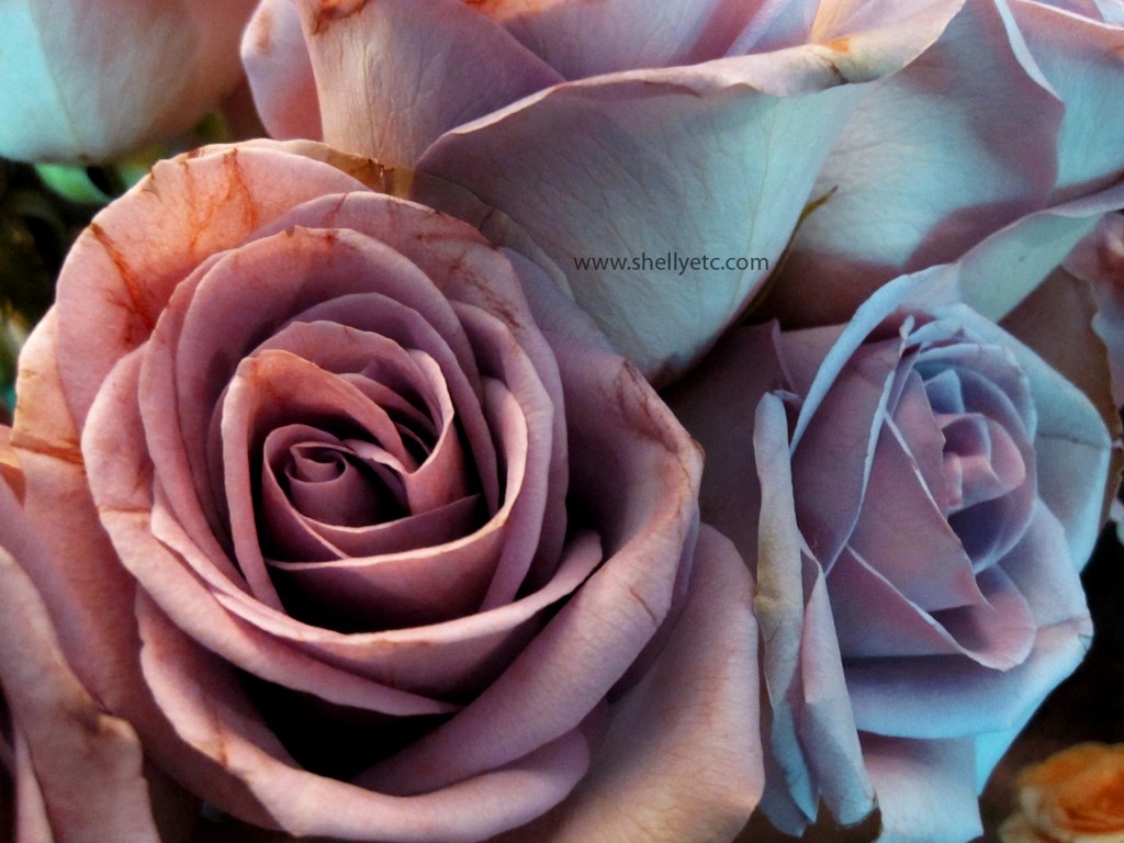 New - Blue Roses (Chicago)