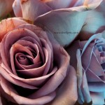 Blue Roses (Chicago)