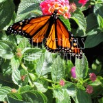 Butterfly (Dallas)