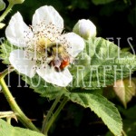 Canada Bee (Vancouver BC)