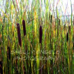 Cattails in Fall (NY)
