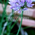 Chive Flower (Seattle)
