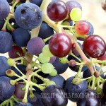 Colorful Grapes (Walla Walla)