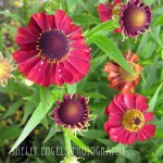 Crimson (Seattle)