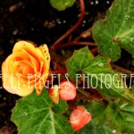 Dirt on Rose (Vancouver BC)