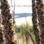 Dried Stalks (Walla Walla)