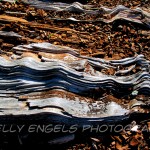 Driftwood (Seattle)