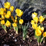 Early Spring (Seattle)