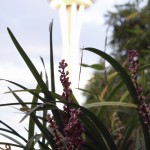Fall Blooms (Seattle)