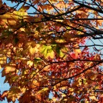NEW - Fall Leaves (Victoria, BC)