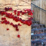 NEW - Fall Steps (Chicago)