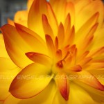 Fiery Dahlia (Seattle)