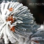 Frosted Pine (Sabetha KS)