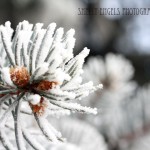 Frosted Pine #2 (Sabetha KS)