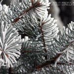 Frosted Pine Needles (Sabetha KS)