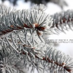 Frosted Pine Needles #2 (Sabetha KS)
