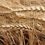 Golden Field (Walla Walla)