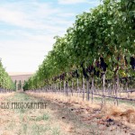 Grape Alley #1 (Walla Walla)