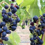 Grapes (Walla Walla)