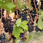 Grapes on the Vine (Walla Walla)