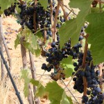 Grapes on the Vine #2 (Walla Walla)