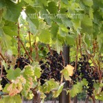 Leafy Grapes-SQ (Walla Walla)