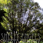 Long Stemmed Tree (NY)