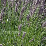 Lots of Lavender (Walla Walla)