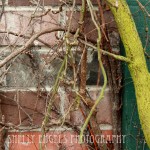 Moss Roots (Seattle)