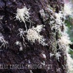 Mossy (Long Beach WA)