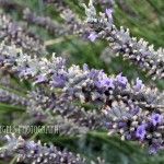Multiple Lavender (Walla Walla)