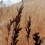 NEW - Napa Stalks (Napa Valley, CA)