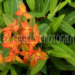 Orange Star (Vancouver BC)