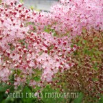 Pink Blossoms (Seattle)