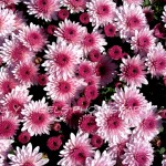 Pink Crysanthemums (NY)