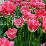 Pink Tulips (Las Vegas)