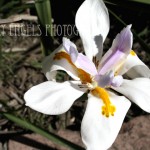 Pollen Orchid (Los Angeles)