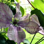 Purple Flower (Vancouver BC)