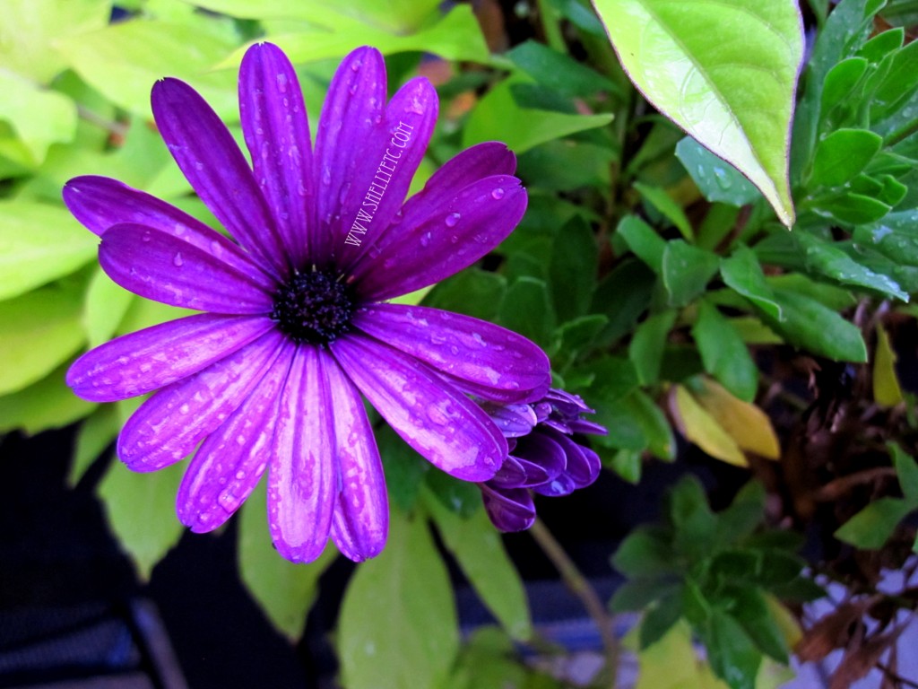 New - Purple Rain (Chicago)
