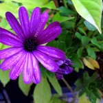Purple Rain (Chicago)