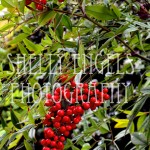Red Berries (Seattle)