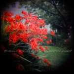 Red Flowers (Seattle)
