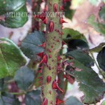 Red Thorns (Walla Walla)