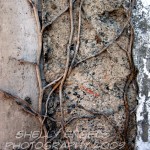 Roots (Seattle)