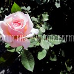 Rose (NY)